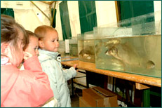Présentation des différentes espèces de poissons dans des aquariums