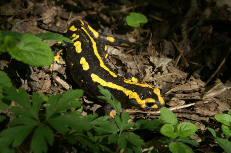 Photographie de la salamandre - © Michel Fautsch