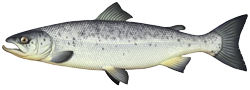 Dessin du saumon atlantique
