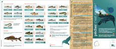 Brochure d'information relative à la législation sur la pêche en région wallonne