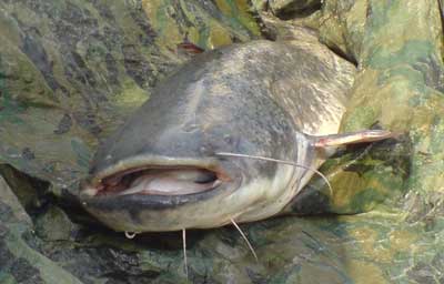 Slure pêché à la Fête de la pêche en 2008 à Flémalle