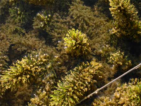 Oeufs de gardons relevé sur une frayère flottante sur le lac de l'Eau d'Heure
