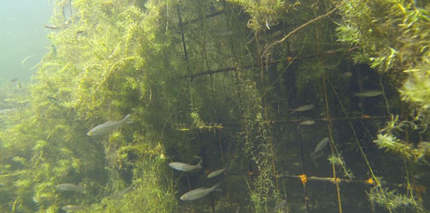 Photo subaquatique d'une cage refuge immergée dans laquelle sont regroupés des poissons.