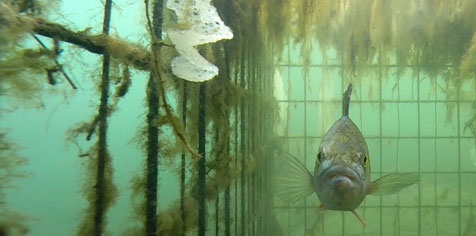 Photo subaquatique d'une cage refuge immergée dans laquelle se tient un perche.
