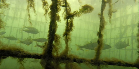 Photo subaquatique d'une cage refuge immergée dans laquelle se tient un banc de perches.