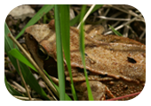Photographie de grenouille rousse - M. Fautsch