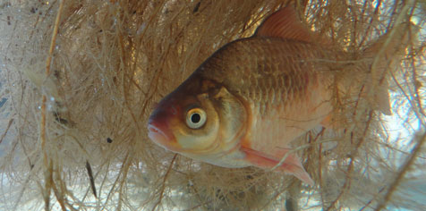 Les radeaux végétalisés permettent de recréer des abris pour les poissons
