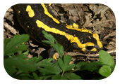 Photographie de salamandre - M. Fautsch