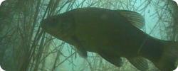 Courts métrages présentant la vie des poissons dans leur milieu naturel
